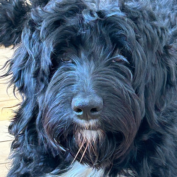 Meet your Posher, Celia - Picture 1 of 2